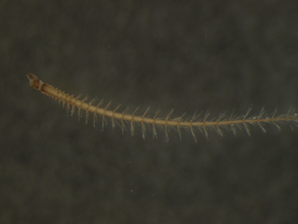 Nemoura avicularis